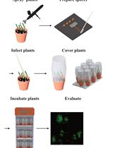 简化大麦叶锈病研究：一种简单且可重复的小型实验室规模的大麦锈病感染方案