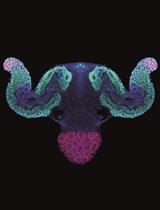 A New Approach to Generate Gastruloids to Develop Anterior Neural Tissues