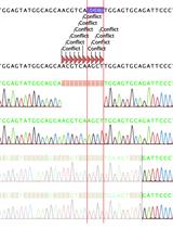 基于HDR的CRISPR/Cas9介导的C57BL/6小鼠PD-L1敲除