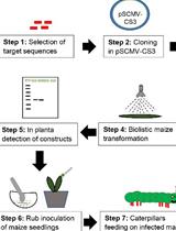 Inoculation of Maize with Sugarcane Mosaic Virus Constructs and Application for RNA Interference in Fall Armyworms