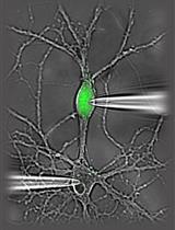 An ex vivo Model of Paired Cultured Hippocampal Neurons for Bi-directionally Studying Synaptic Transmission and Plasticity