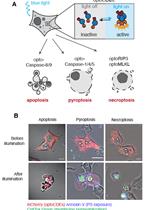 Optogenetic Induction of Pyroptosis, Necroptosis, and Apoptosis in Mammalian Cell Lines