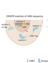 Isoform-specific, Semi-quantitative Determination of Highly Homologous Protein Levels via CRISPR-Cas9-mediated HiBiT Tagging