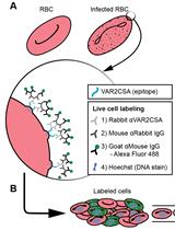 VAR2CSA Ectodomain Labeling in Plasmodium falciparum Infected Red Blood Cells and Analysis via Flow Cytometry