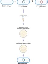 Engineering <em>Agrobacterium tumefaciens</em> with a Type III Secretion System to Express Type III Effectors