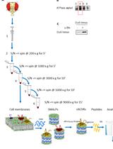 Enrichment of Membrane Proteins for Downstream Analysis Using Styrene Maleic Acid Lipid Particles (SMALPs) Extraction