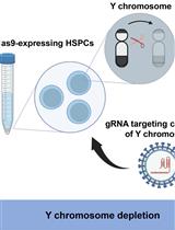 Development of a Mouse Model of Hematopoietic Loss of Y Chromosome