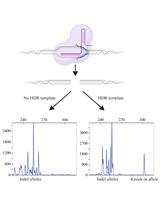Fluorescent PCR–based Screening Methods for Precise Knock-in of Small DNA Fragments and Point Mutations in Zebrafish
