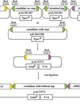 Simple Growth Complementation Assay in Yeast