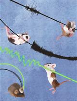 Using Fiber Photometry in Mice to Estimate Fluorescent Biosensor Levels During Sleep