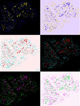 Human Schwann Cells in vitro I. Nerve Tissue Processing, Pre-degeneration, Isolation, and Culturing of Primary Cells