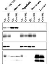 A Simple Sonication Method to Isolate the Chloroplast Lumen in Arabidopsis thaliana