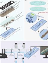 Bi-directional Dual-flow-RootChip for Physiological Analysis of Plant Primary Roots Under Asymmetric Perfusion of Stress Treatments