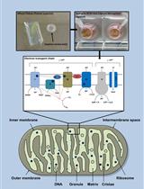A Novel Method for Measuring Mitochondrial Respiratory Parameters in Wheat Paleae (Paleae Superior) Using the XF24 Analyzer