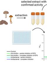SIMBA Method—Simultaneous Detection of Antimicrobial and Anti-biofilm Activity of New Compounds Using Salmonella Infantis