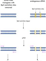 A qPCR Method to Distinguish between Expression of Transgenic and Endogenous Copies of Genes