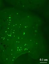Protocol for the High-quality Plasmid Isolation from Different Recalcitrant Bacterial Species: <em>Agrobacterium</em> spp., <em>Rhizobium</em> sp., and <em>Bacillus thuringiensis</em>