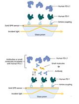 基于表面等离子体共振（SPR）生物传感器的人PD-1/PD-L1阻断检测方法的建立