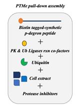 A Post-translational Modification–enhanced Pull-down Method to Study Degron Domains and the Associated Protein Degradation Complexes
