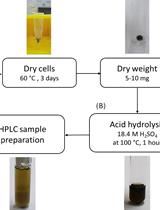 Determination of Poly(3-hydroxybutyrate) Content in Cyanobacterium Synechocystis sp. PCC 6803 Using Acid Hydrolysis Followed by High-performance Liquid Chromatography
