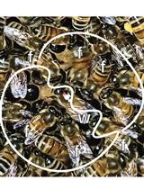 A Method for Studying Social Signal Learning of the Waggle Dance in Honey Bees