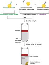 In Vitro Analysis of Stalled Ribosomes using Puromycin Incorporation