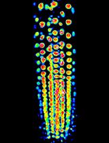 Fluorescent Biosensor Imaging of Nitrate in <em>Arabidopsis thaliana</em>