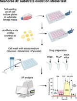 基于质谱的脂质组学、脂质生物能学和用于人类细胞中脂质分析和定量的网络工具