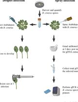 Quantification of Botrytis cinerea Growth in Arabidopsis thaliana