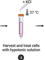 Quantification of Chromosomal Aberrations in Mammalian Cells