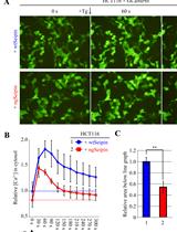 利用荧光报告蛋白和 ImageJ 软件检测和量化培养细胞内质网和细胞质中的钙离子