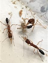 Harpegnathos saltator蚂蚁群落中的种姓转换和回归