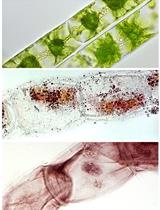 Improved Methods for Acetocarmine and Haematoxylin Staining to Visualize Chromosomes in the Filamentous Green Alga Zygnema (Charophyta)