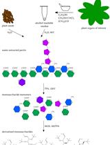 拟南芥果胶单糖的GC–MS分析