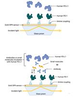 更正：基于表面等离子体共振（SPR）生物传感器的人PD-1/PD-L1阻断检测方法的建立