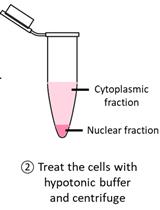 RT-qPCR 检测细胞质和细胞核环状 RNA