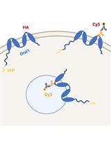Methods to Quantify the Dynamic Recycling of Plasma Membrane Channels
