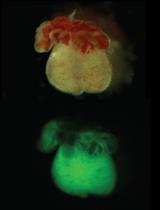 Isolation of Embryonic Cardiomyocytes and Cell Proliferation Assay Using Genetically Engineered Reporter Mouse Model