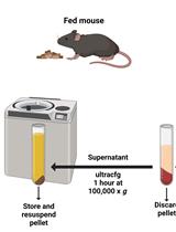 内质网分离：细胞和小鼠肝脏分离的优化方法