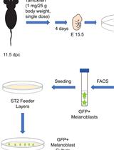 Isolation, Purification, and Culture of Embryonic Melanoblasts from Green Fluorescent Protein–expressing Reporter Mice