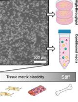 A Large-format Polyacrylamide Gel with Controllable Matrix Mechanics for Mammalian Cell Culture and Conditioned Media Production