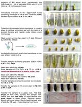 A Protocol for Mitotic Metaphase Chromosome Count Using Shoot Meristematic Tissues of Mulberry Tree Species