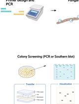 Gene Replacement by a Selectable Marker in the Filamentous Fungus Magnaporthe oryzae