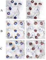 An Optimized Protocol for Detecting Guard Cell–specific Gene Expression by in situ RT-PCR in Brassica rapa