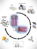 人 iPSC 衍生神经细胞的空间中心体蛋白质组学分析