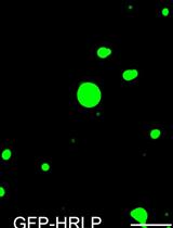 探测生物分子缩合物形成的体外测定