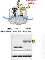 Update Notice: Site-specific Incorporation of Phosphoserine into Recombinant Proteins in Escherichia coli