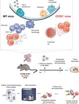 Functional Phenotyping of Lung Mouse CD4<sup>+</sup> T Cells Using Multiparametric Flow Cytometry Analysis