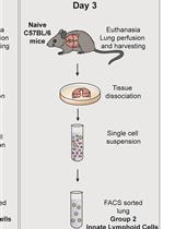 Differentiation of Bone Marrow Monocytes into Alveolar Macrophages-like Cells through Co-culture with Lung Epithelial Cells and Group 2 Innate Lymphoid Cells