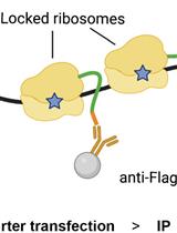 Immunoprecipitation of Reporter Nascent Chains from Active Ribosomes to Study Translation Efficiency